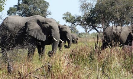 Travels Through the Okavango Delta and Gomoti
