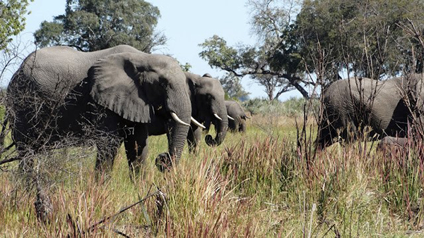 Elephants in the Okavango Delta of Botswana