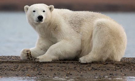 NEW TRIP: Photographing Polar Bears in Kaktovik, Alaska