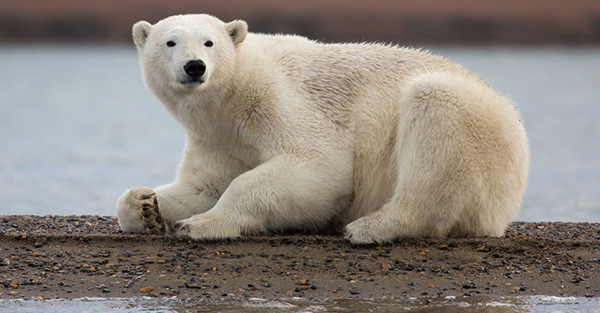 Photographing Polar Bears in Kaktovik Alaska