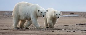 Wild Polar Bears in Alaska