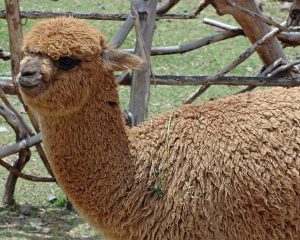 Awana Kancha Petting Zoo Peru