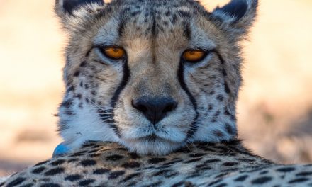 Wildlife Photo of the Week: Resting Cheetah After a Chase