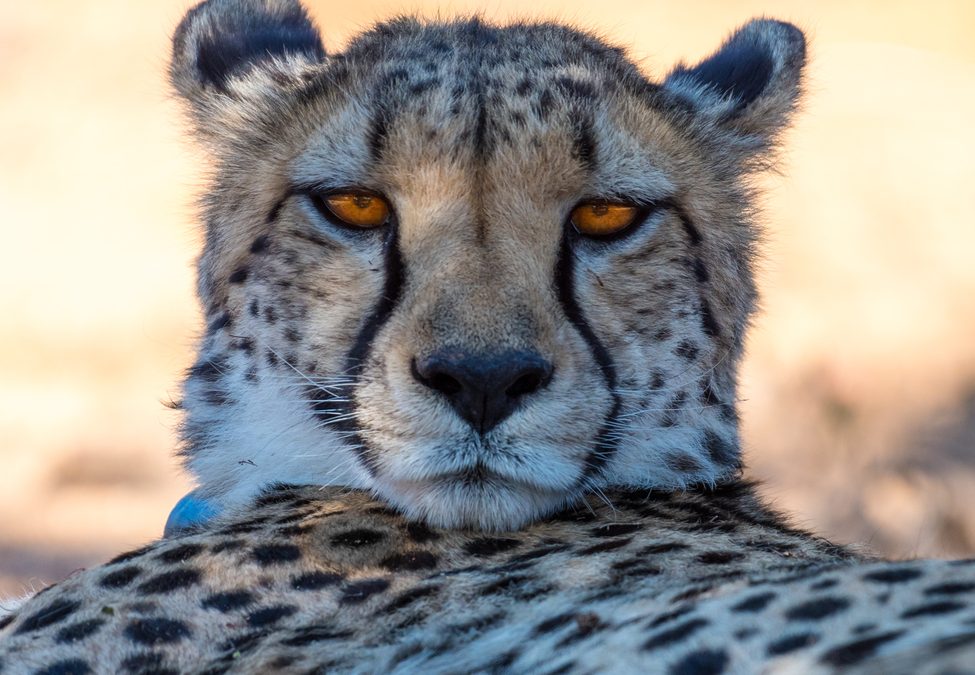 Wildlife Photo of the Week: Resting Cheetah After a Chase