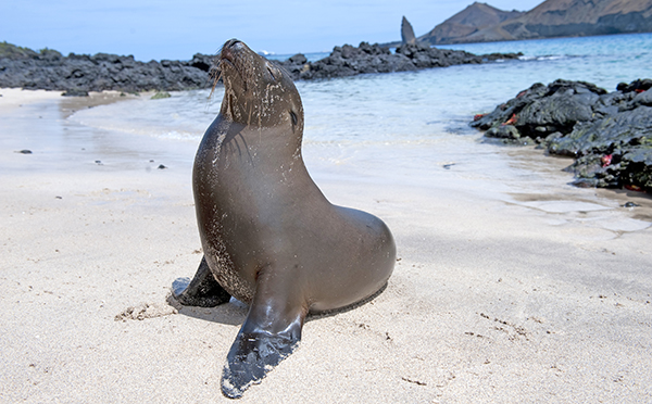 Sea lion in Galapagos