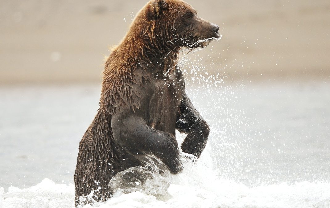 Wildlife Photo of the Week: Where’s That Salmon