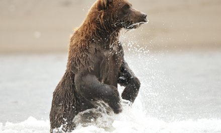 Wildlife Photo of the Week: Where’s That Salmon
