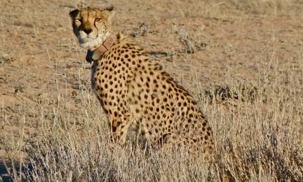 Animal Privacy Rights: Monitoring Wildlife Out of Existence