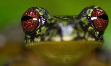 Video: Endangered Honduras Frogs Get a New Health Clinic