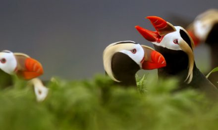 Warming Oceans Due to Climate Change Causing Seabird Deaths