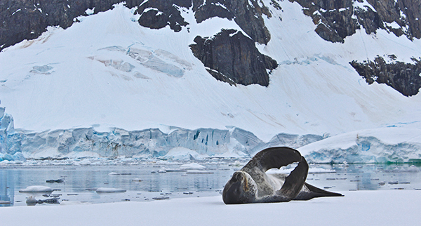 Leopard Seal Stretch in Antarctica