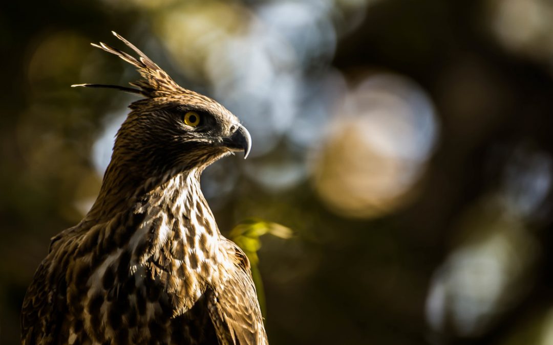 Wildlife Photo of the Week: Crested Hawk Eagle