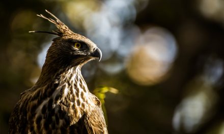 Wildlife Photo of the Week: Crested Hawk Eagle