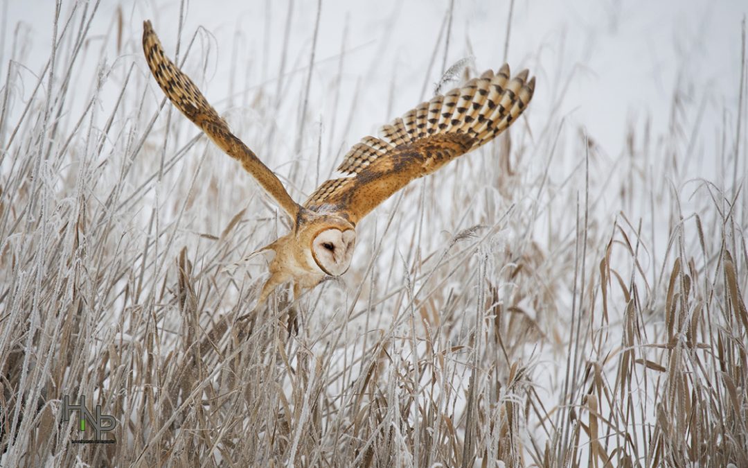 Wildlife Photo of the Week: Flight of the Barn Owl