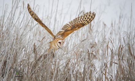 Wildlife Photo of the Week: Flight of the Barn Owl