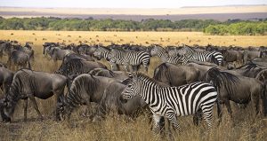 The Great Migration Photo Safari in Kenya