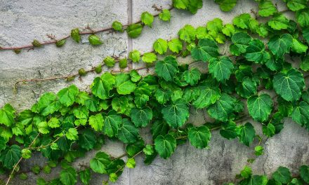 Concrete Jungles Store Carbon Dioxide, But Is It Enough?