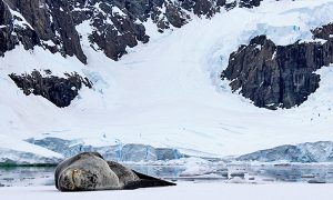 Leopard Seal Sleeping in Antarctica