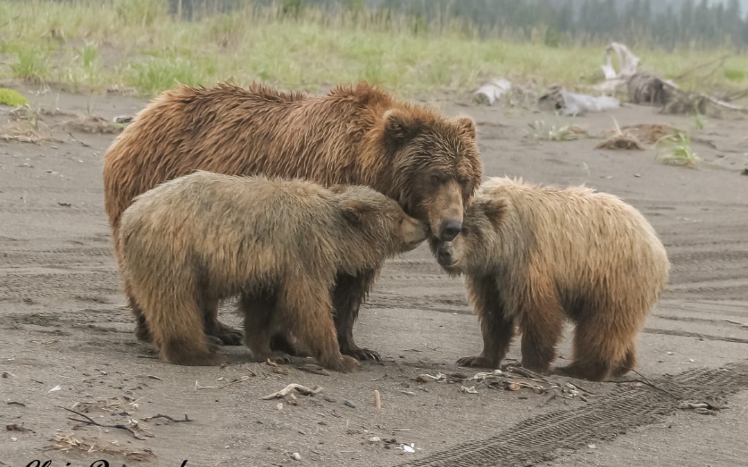Wildlife Photo of the Week: Mama Bear & Her Cubs
