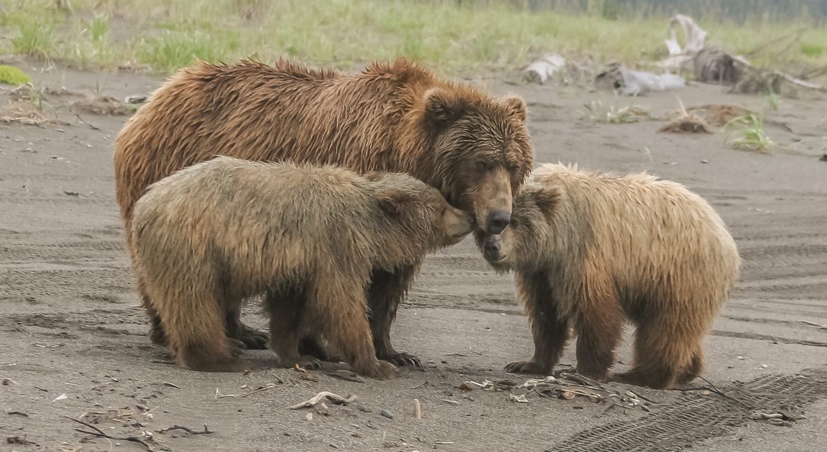 Wildlife Photo of the Week: Mama Bear & Her Cubs