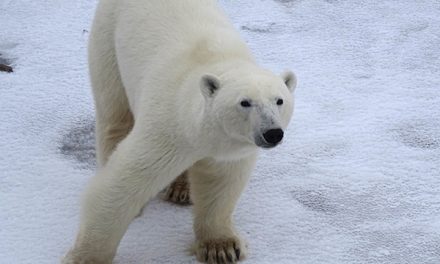 Pinch Me: Polar Bears & Northern Lights