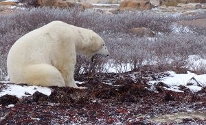 Polar Bear Yawn