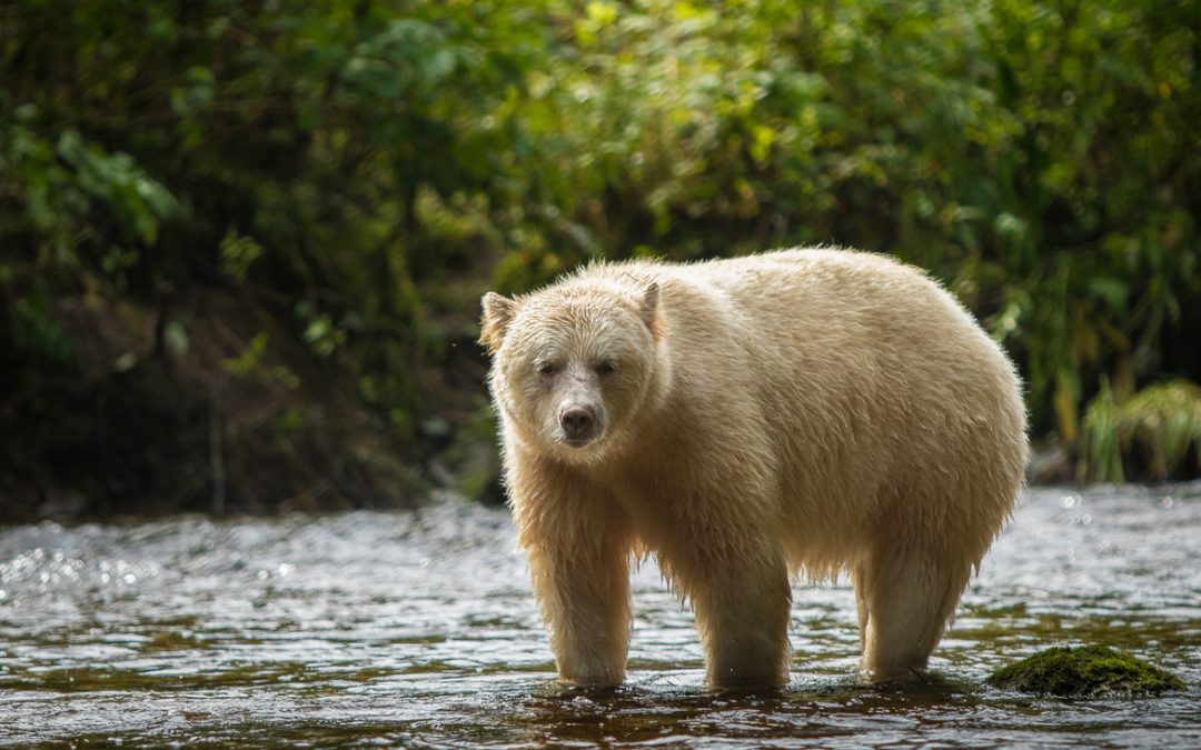 Wildlife Photo of the Week: Spirit Bear