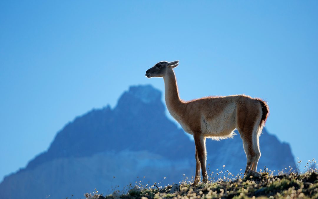 10 Things to Know About Guanacos