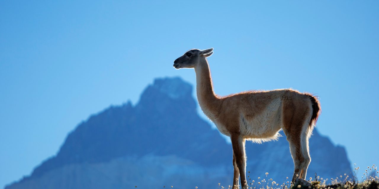 10 Things to Know About Guanacos