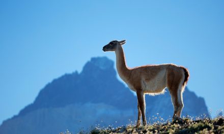 10 Things to Know About Guanacos