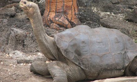 Lonesome George – he’s back in the Galapagos Islands! But isn’t he dead?