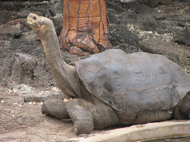 Lonesome George – he’s back in the Galapagos Islands! But isn’t he dead?