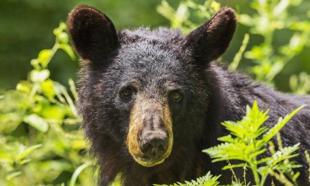 Drones: Wildlife Difficulty or Poaching Deterrent?