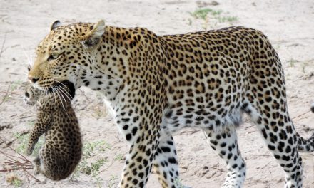Botswana Safari Surprises Travelers with Rare Leopard Sighting