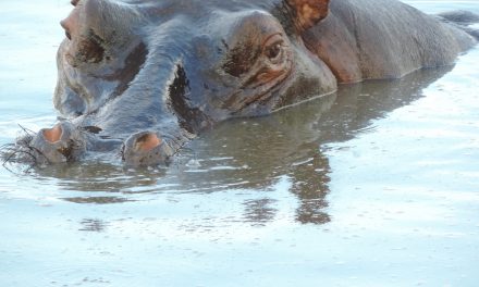 Five Surprising Things You Learn While Traveling in KAZA