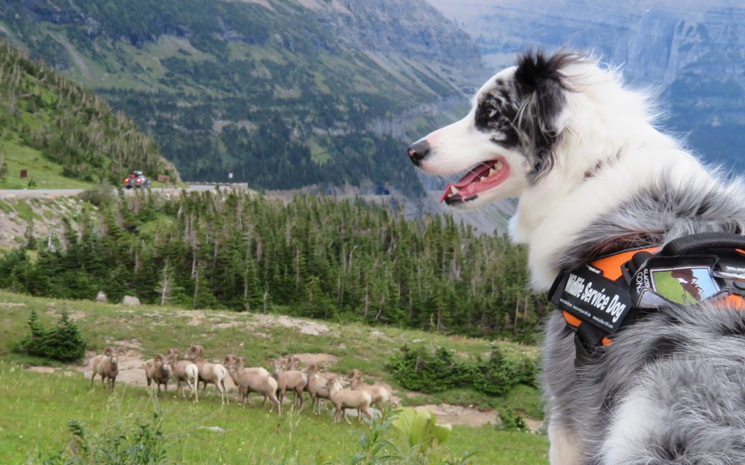 Videos: The “Bark Rangers” of Our National Parks