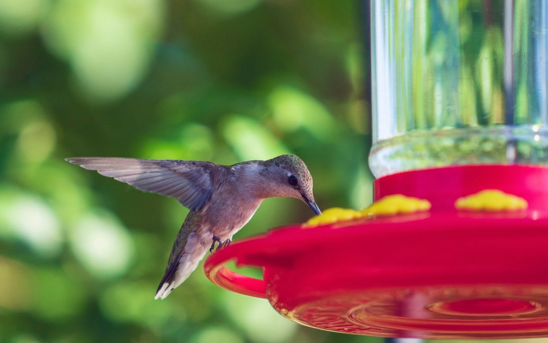Video: Hustle and Bustle at the Hummingbird Feeder