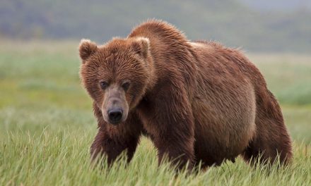 Contrary World: Science Education, Pipelines and Wildlife