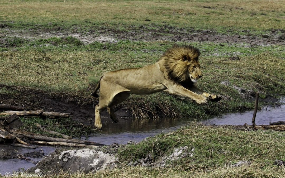 Wildlife Photo of the Week: Lion Crossing