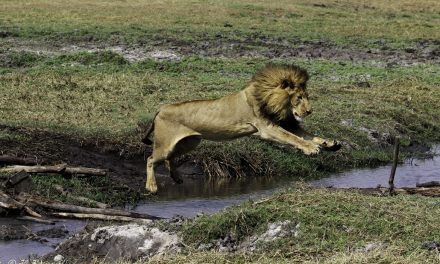 Wildlife Photo of the Week: Lion Crossing