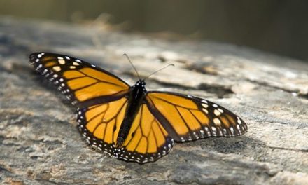 Take the Monarch Butterfly Migration Quiz