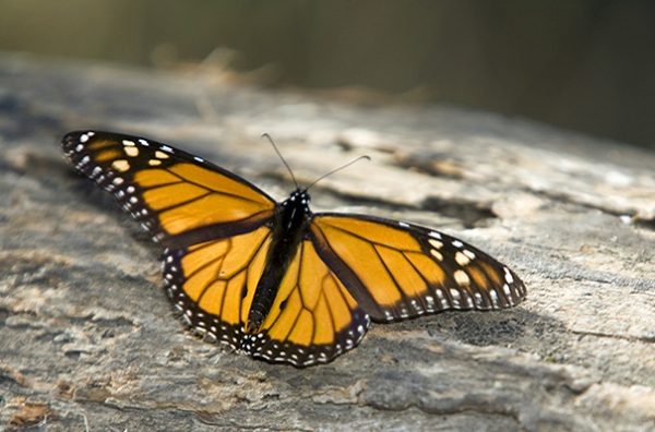 Monarch Butterfly Migration Quiz