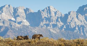 Bears in Grand Teton National Park