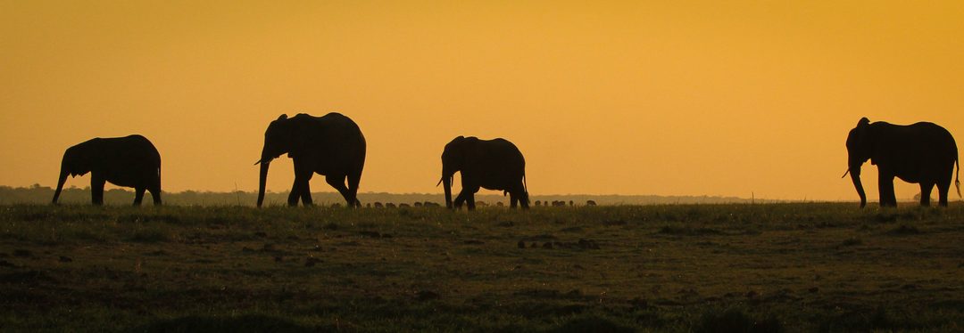 Wildlife Photo of the Week: Chobe River Sunset