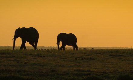 Wildlife Photo of the Week: Chobe River Sunset