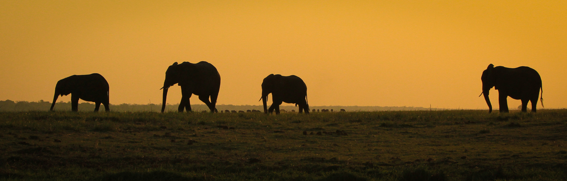 Wildlife Photo of the Week: Chobe River Sunset