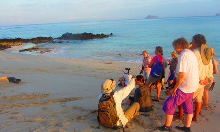 A Rare Moment with Galapagos Sea Turtles