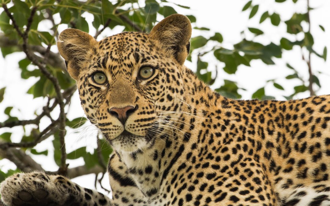 Wildlife Photo of the Week: High Up on a Limb