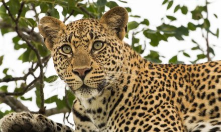 Wildlife Photo of the Week: High Up on a Limb