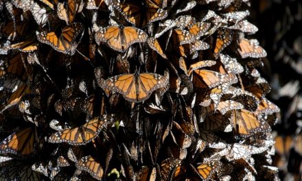 Enter Our Monarch Butterfly Adventure Giveaway!